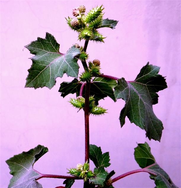 Xanthium strumarium